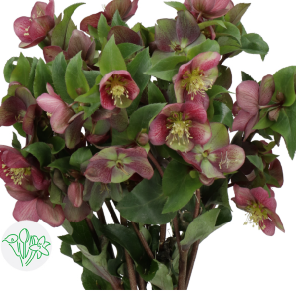 Helleborus Mammoth Pink