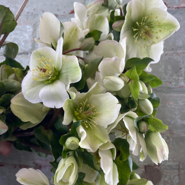 Helleborus Molly's White