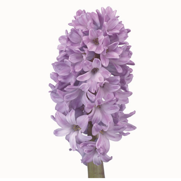 Hyacinthus Purple Star