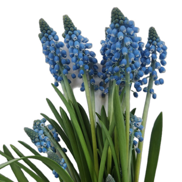 Muscari Alida