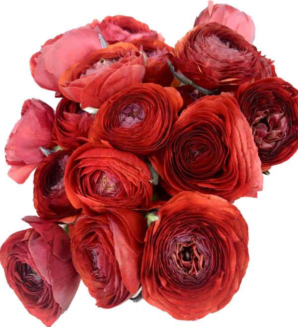 Ranunculus Chocolate Red XL - Virgil