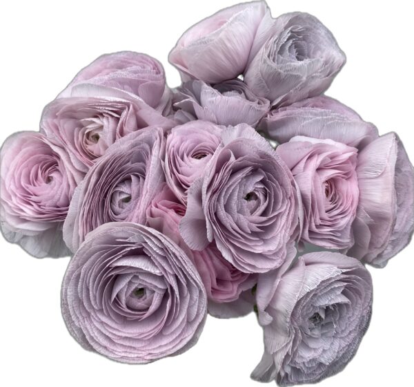 Ranunculus Dyed Unicorn XL- Virgil