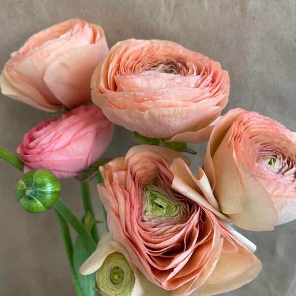 Ranunculus Salmon XL - Virgil