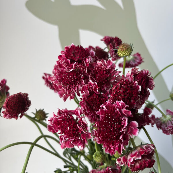 Scabiosa Sweet Cherry Scoop