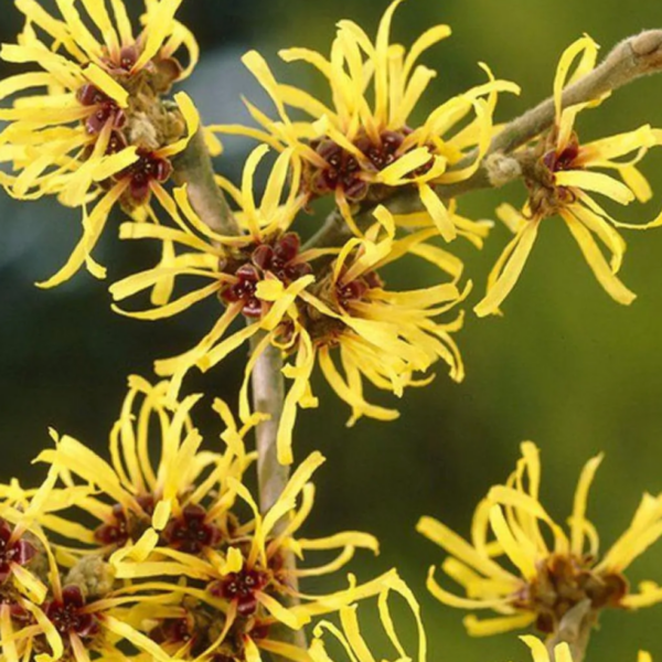 Witch Hazel