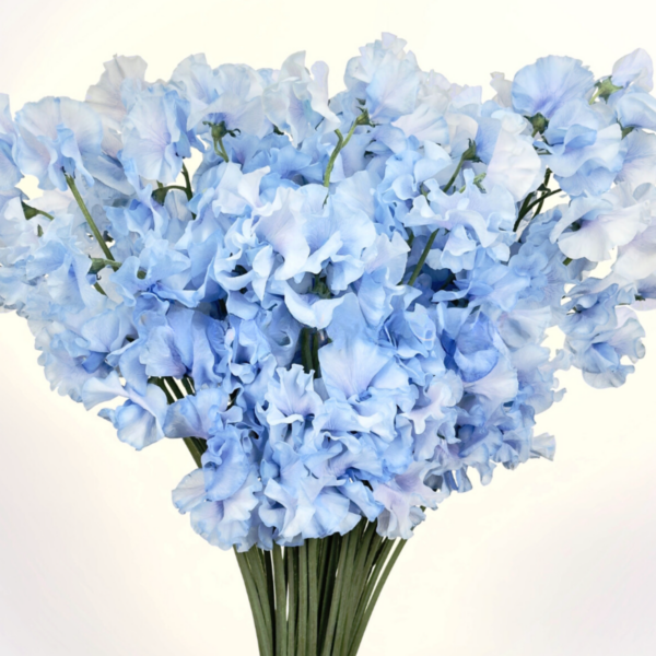 Sweet Pea Dyed Light Blue