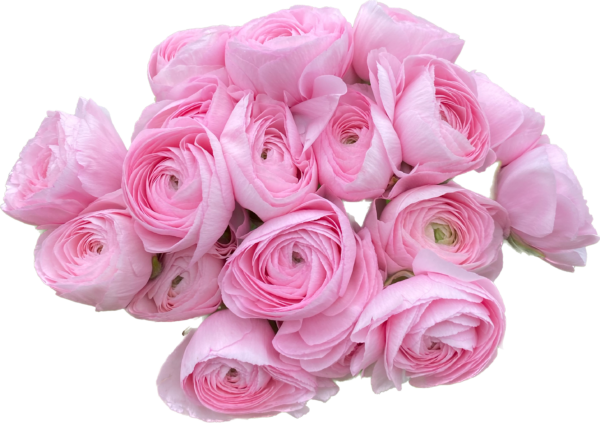 Ranunculus Lady Pink XL - Virgil