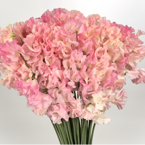 Sweet Pea Pink Sloth Pink