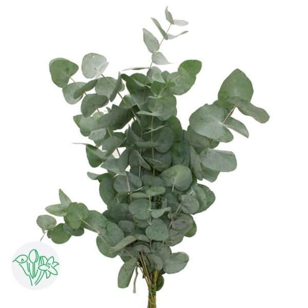 Eucalyptus Cinerea