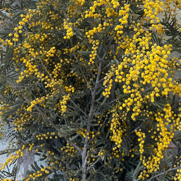 Acacia Blooming Yellow