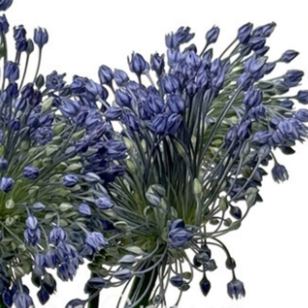 Allium Blue Perfume