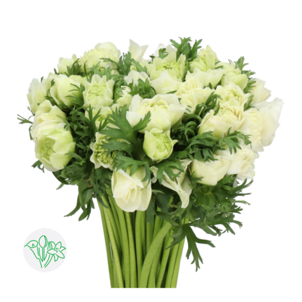 Anemone Fullstar Pure White