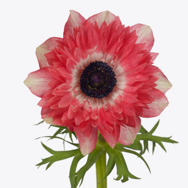 Anemone Fullstar Strawberry