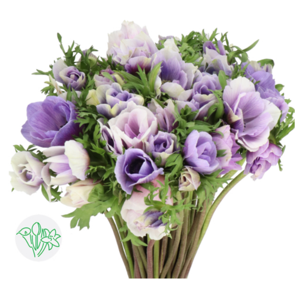 Anemone Mistral Celeste