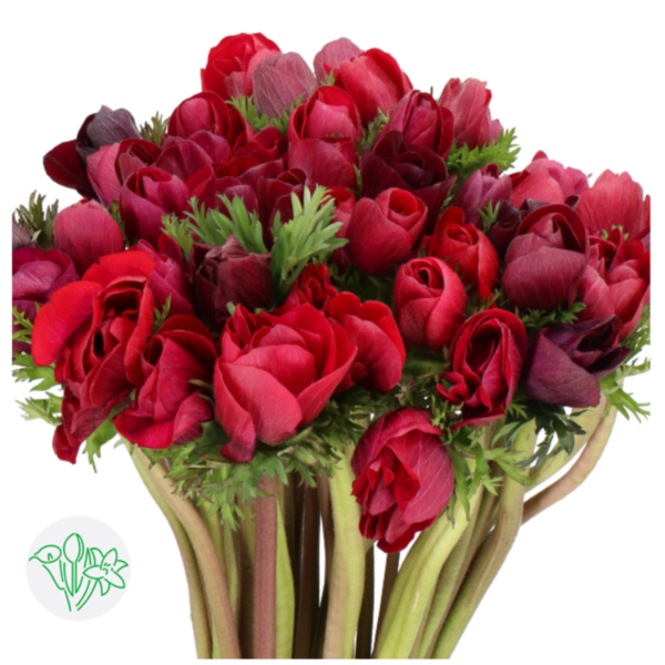Anemone Mistral Magenta