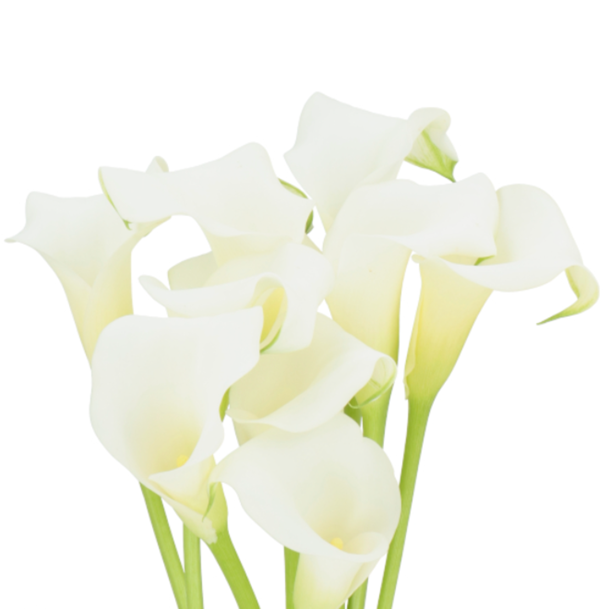 Witte Calla Calla White Present – Floral Reserve