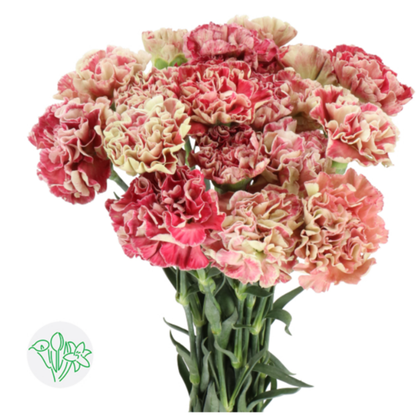Carnation Wine Cover