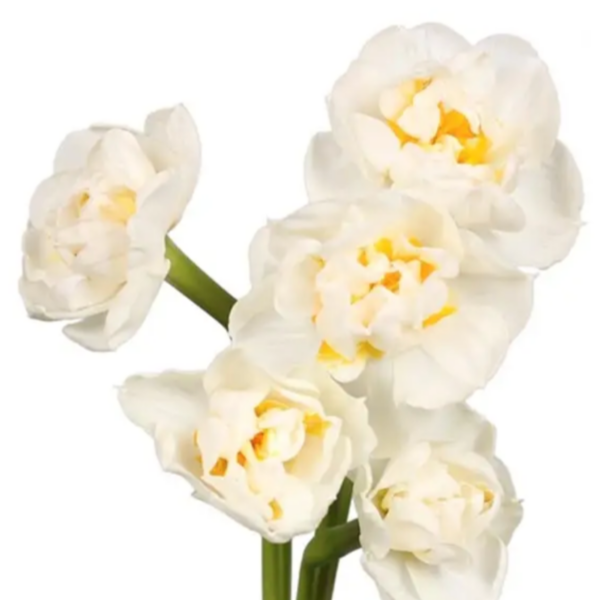 Daffodil Bridal Crown