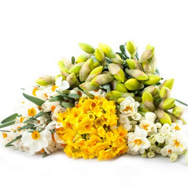 Daffodil Novelty Assorted