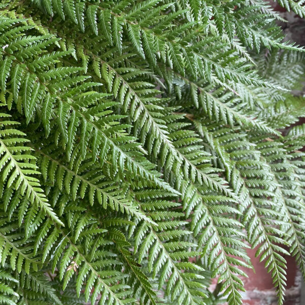 Fern Assorted