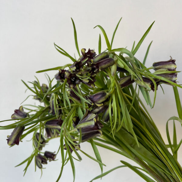 Fritillaria Elwesii