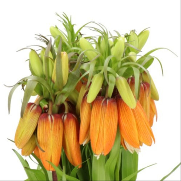 Fritillaria Imperialis Orange Sweet