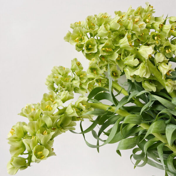 Fritillaria Ivory Bells