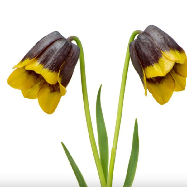 Fritillaria Michailovskyi