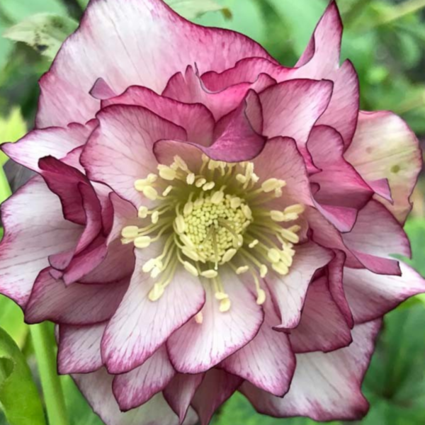 Helleborus Double Ellen Pink Picotee