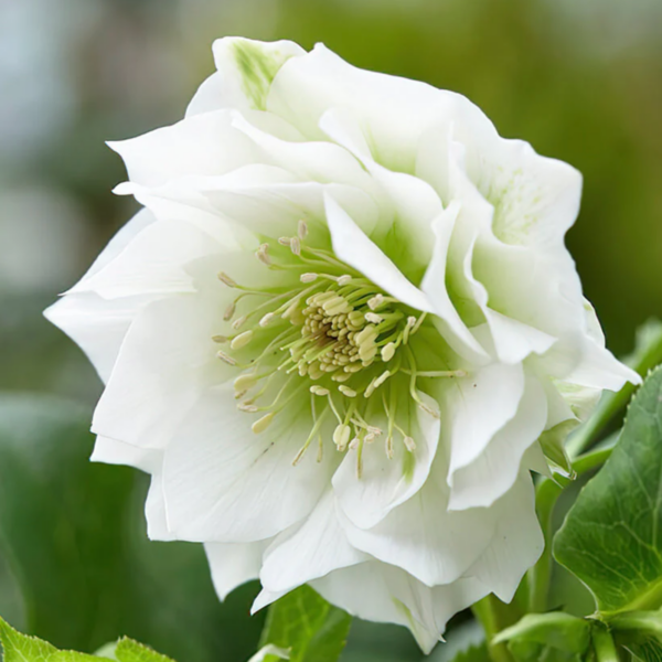 Helleborus Double Ellen White