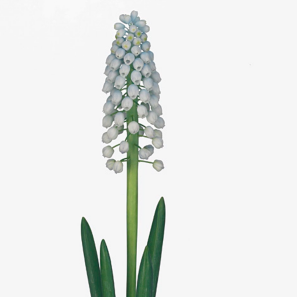 Muscari Manon