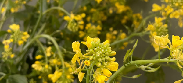 Mustard