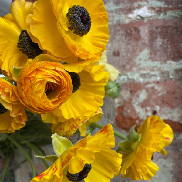Yellow Piccodee Ranunculus Ranunculus Picotee Yellow – Hautau – Floral Reserve