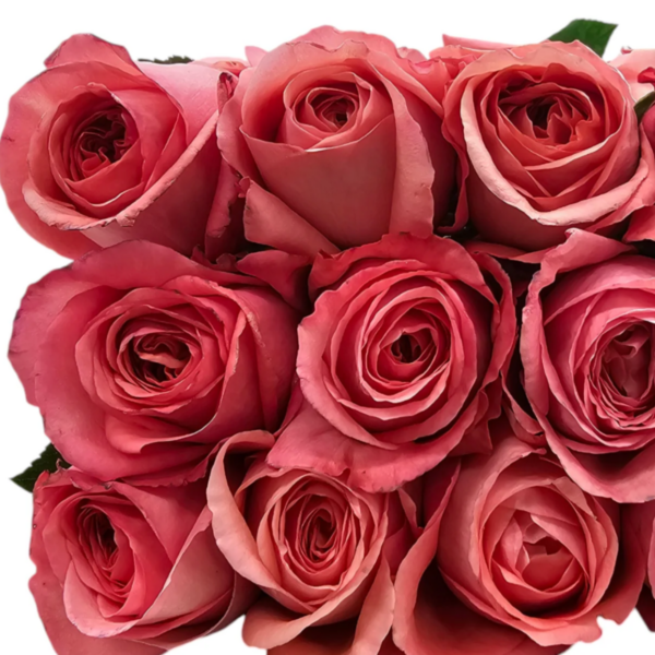 Rose Pink X-pression 80 CM