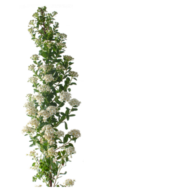 Spirea Snowmound