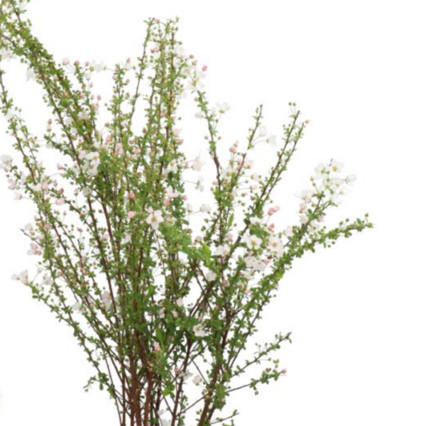 Spirea White Rocket