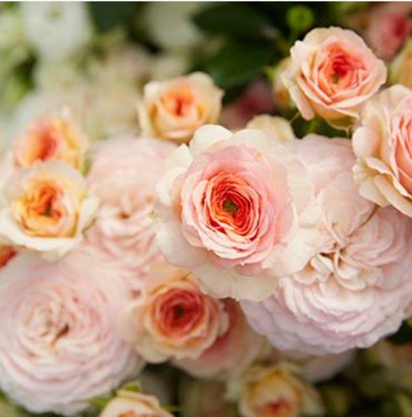 Rose Spray Blushing Parasol - Eufloria