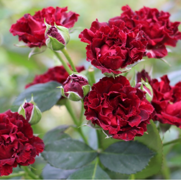 Rose Spray Butterfly Sensation - Eufloria