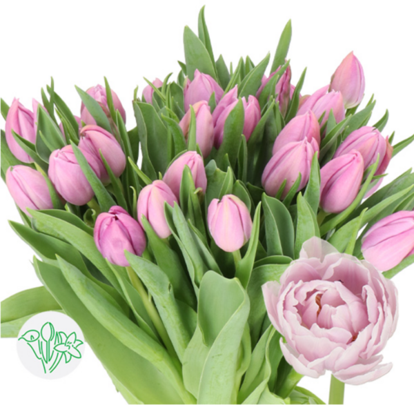 Tulip Dbl Katinka