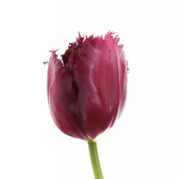 Tulip Frilled Gorilla