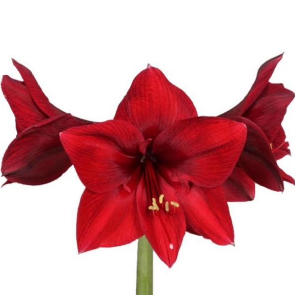 Amaryllis Britney