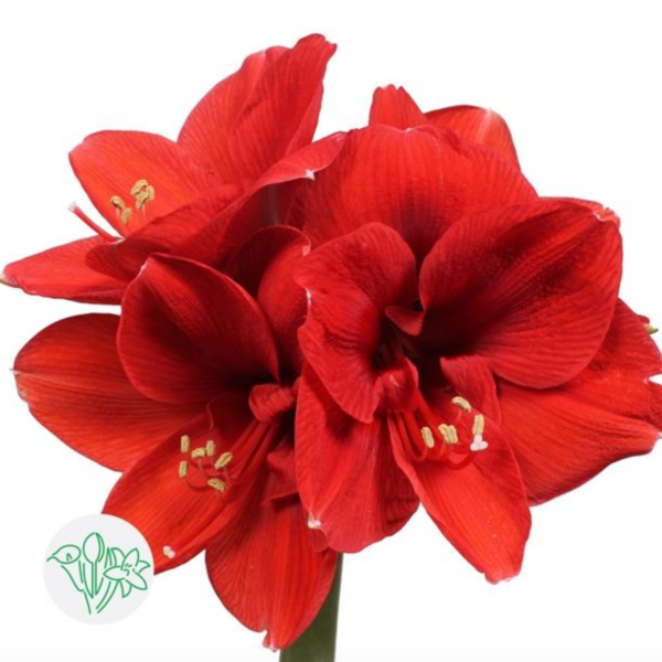 Amaryllis Ferrari