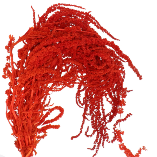 Amaranthus Preserved Red Hanging