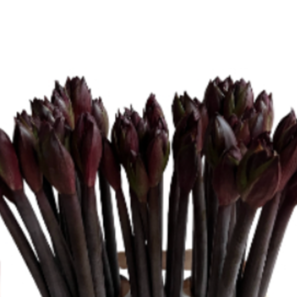Amaryllis Caramba