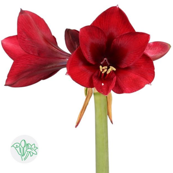 Amaryllis Royal Velvet