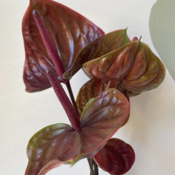 Anthurium Cantello