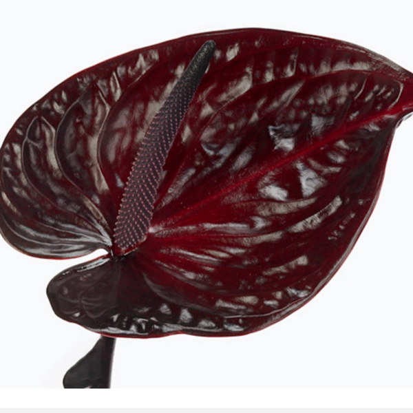 Anthurium Nero