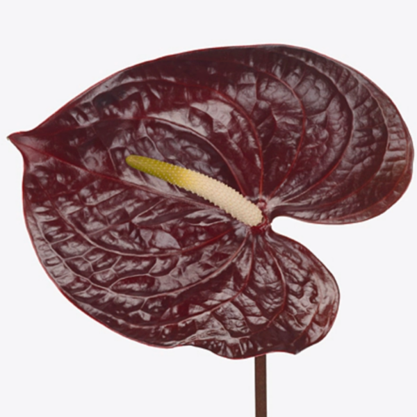 Anthurium Showtime