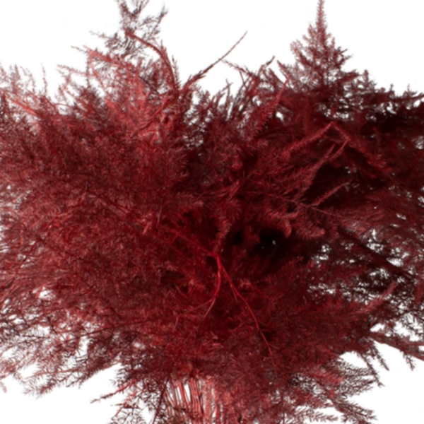 Asparagus Setaceus Dyed Feathers Red