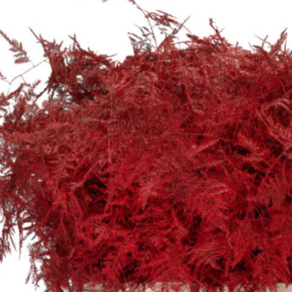 Asparagus Red XL
